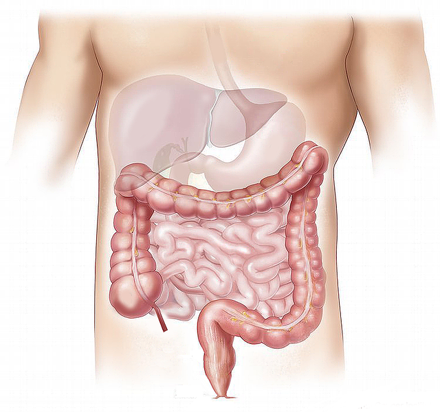 Problemas digestivos e visão anatómica do sistema digestivo