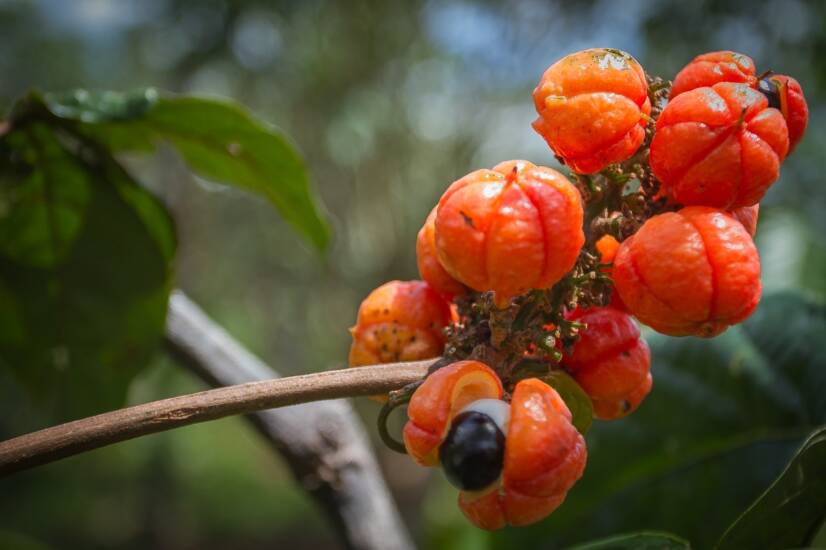 O que é o guaraná - paulina? Quais são os seus efeitos desejáveis e indesejáveis?