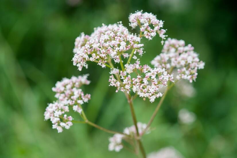 O que é a valeriana: que efeitos tem no corpo humano?