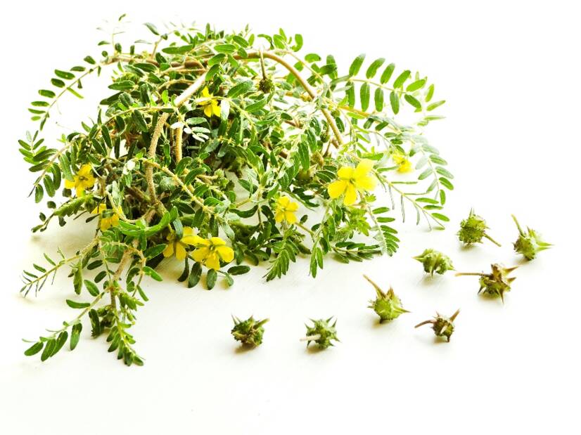 Tribulus terrestris e efeitos: ajuda a aumentar a libido e o desempenho?