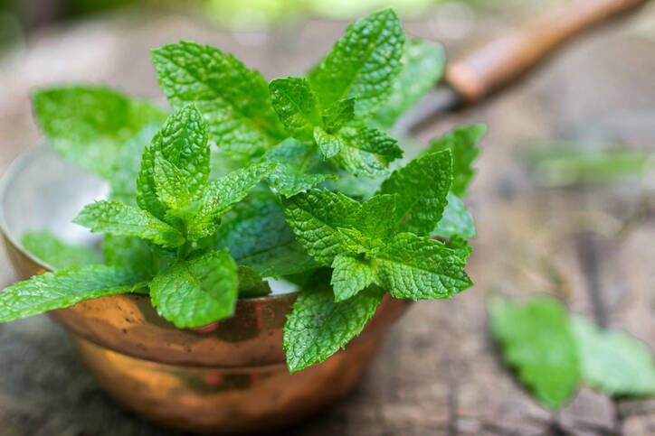 A hortelã e os seus benefícios para a saúde, como utilizar e cultivar?