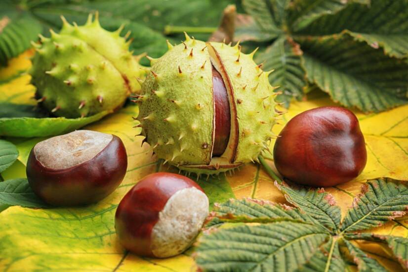 Castanha da Índia - O que é e que efeitos tem?