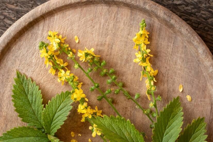 A bardana, uma planta quase omnipotente, que efeitos tem, o que recolher?