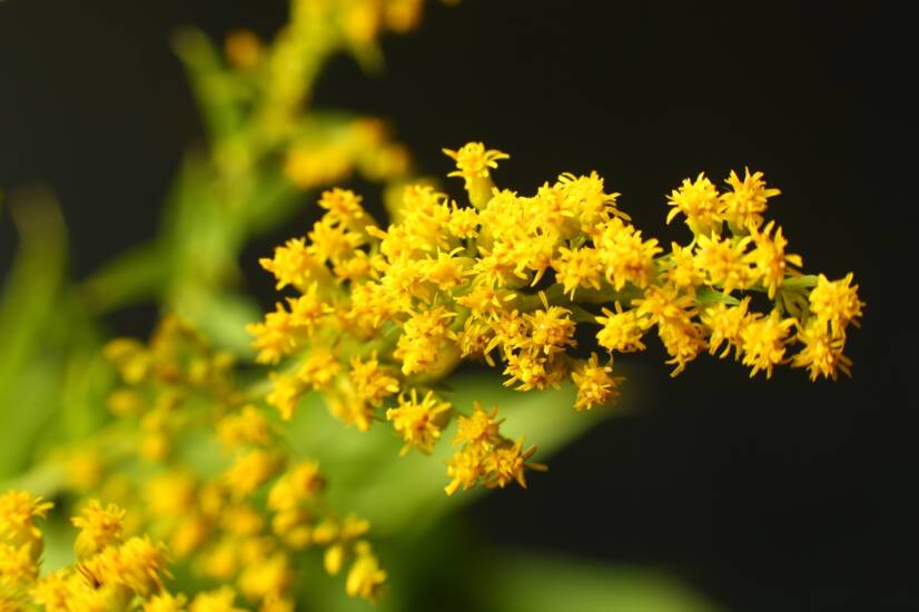 Goldenseal: Quais são os seus efeitos desejáveis e indesejáveis e a sua importância?