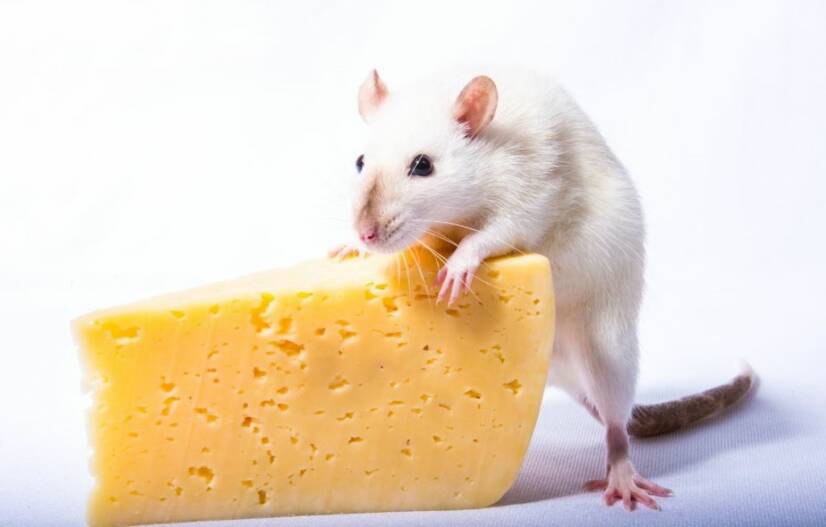 O que é que se sabe sobre a leptospirose? Perigo para os seres humanos e para os animais?