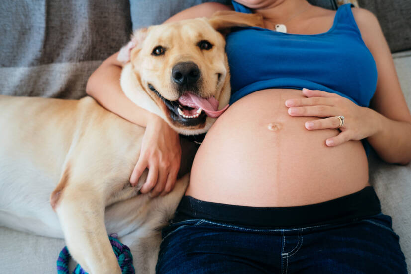 Mulher grávida e animais de estimação. Fonte da foto: Getty Images