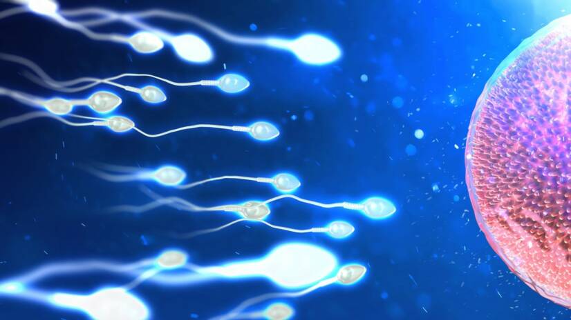 Como é que o ovo é fertilizado e quanto tempo demora a fazer a nidificação?