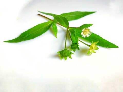 Bhringaraj: Naturalmente para o crescimento do cabelo? Ayurveda contra a queda de cabelo