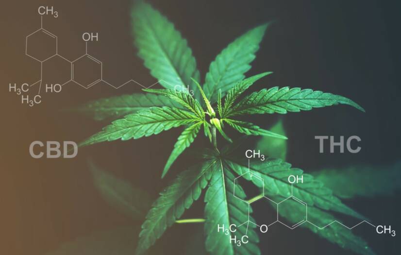 CBD versus THC: Sabe qual é a diferença entre efeitos e utilizações?