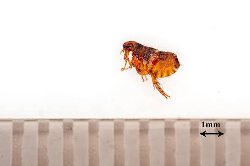 O que é a pulga humana, o que é que provoca e como são as suas picadas?