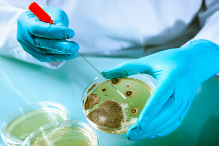 Listeria e alimentos contaminados: Porque é que ocorre, como é que se manifesta?