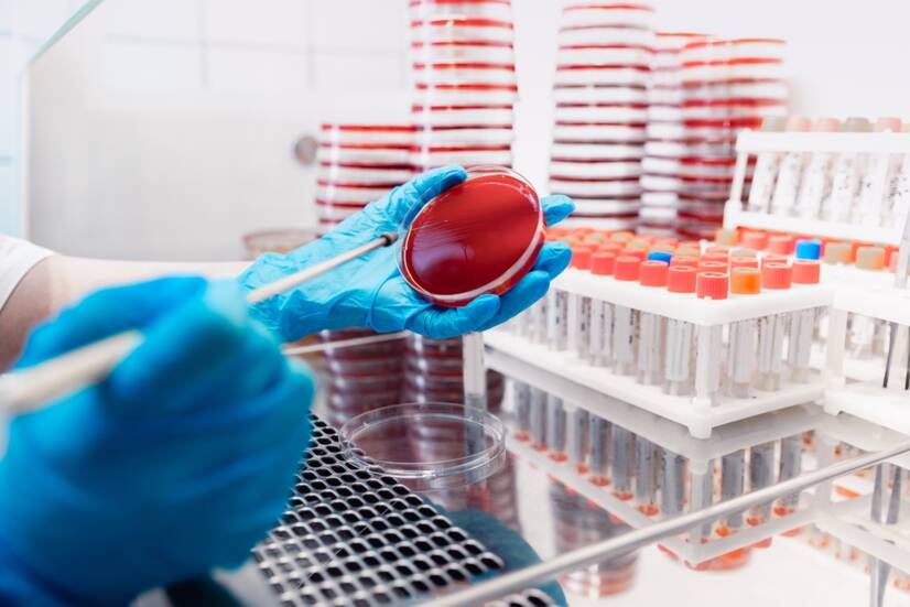 O que é o envenenamento do sangue - sépsis? Quais são os seus sintomas, como se processa?
