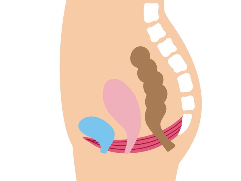 Pavimento pélvico: qual a sua função e importância na mulher + Exercícios de fortalecimento e relaxamento