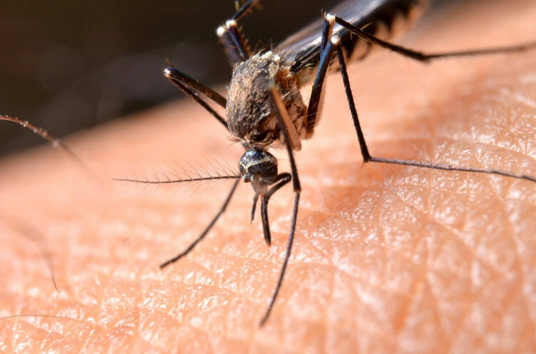 Picadas de mosquito: como é que eles escolhem as suas vítimas e como é que nos podemos proteger?