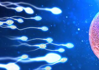 Como é que o ovo é fertilizado e quanto tempo demora a fazer a nidificação?