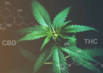 CBD versus THC: Sabe qual é a diferença entre efeitos e utilizações?