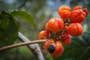 O que é o guaraná - paulina? Quais são os seus efeitos desejáveis e indesejáveis?
