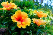 O hibisco e as suas utilizações para a saúde? Que efeitos tem e de que tipo?
