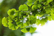 Ginkgo biloba - Quais são os seus efeitos desejáveis e indesejáveis? Favorece a memória?