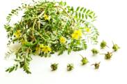 Tribulus terrestris e efeitos: ajuda a aumentar a libido e o desempenho?