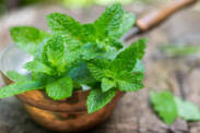 A hortelã e os seus benefícios para a saúde, como utilizar e cultivar?