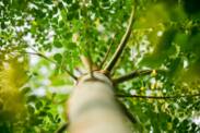 Moringa oleifera - Conhece esta árvore comestível? Quais são os efeitos da moringa?