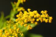 Goldenseal: Quais são os seus efeitos desejáveis e indesejáveis e a sua importância?