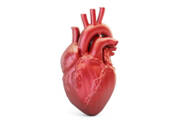 Cardiomiopatia: O que é, sintomas, causas na infância e na idade adulta?