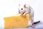 O que é que se sabe sobre a leptospirose? Perigo para os seres humanos e para os animais?