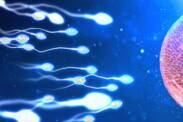 Como é que o ovo é fertilizado e quanto tempo demora a fazer a nidificação?