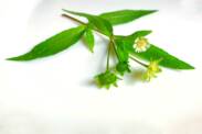 Bhringaraj: Naturalmente para o crescimento do cabelo? Ayurveda contra a queda de cabelo
