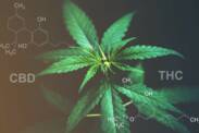 CBD versus THC: Sabe qual é a diferença entre efeitos e utilizações?