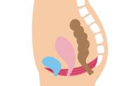 Pavimento pélvico: qual a sua função e importância na mulher + Exercícios de fortalecimento e relaxamento