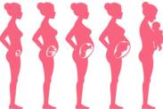 Gravidez por semanas: como se processa a gravidez e o desenvolvimento fetal?