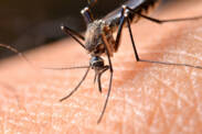 Picadas de mosquito: como é que eles escolhem as suas vítimas e como é que nos podemos proteger?