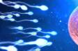 Como é que o ovo é fertilizado e quanto tempo demora a fazer a nidificação?